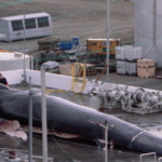 Ripresa la caccia alle balenenei mari dell'Islanda