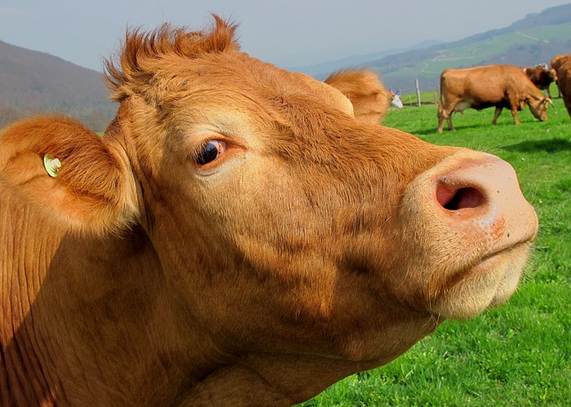Agricoltura, 500 milioni dall'Europa per latte e carne. 28 all'Italia