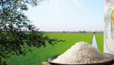 Consorzio Riso del Delta del Po IGP: quali scenari per il riso italiano?