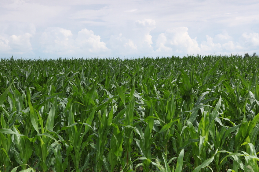 Agroalimentare, linee di credito per 45 milioni per i consorzi agrari