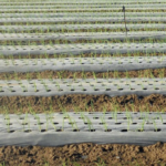 Irrigazione a goccia per l'agricoltura sostenibile