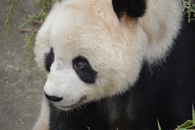 Ambiente, Greenpeace: stanno distruggendo le foreste del panda