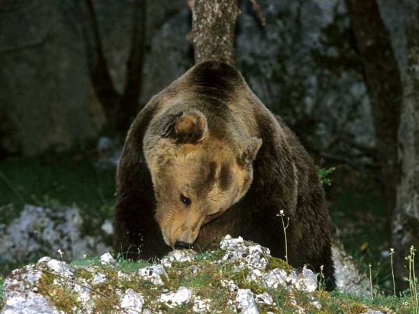 Abruzzo, WWF e Corpo Forestale uniti contro il bracconaggio #Diamovoce