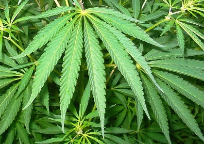 Cannabis per uso terapeutico, ok depenalizzazione dal Cdm